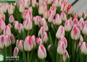 Tulipa Sinfonie (3)