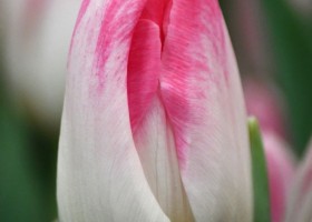 Tulipa Sinfonie (4)