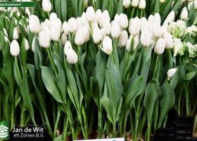 Tulipa Snowboard (1)