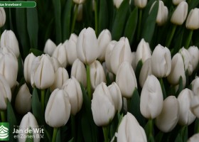 Tulipa Snowboard (2)