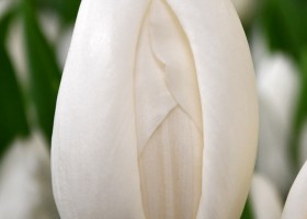 Tulipa Snowboard (4)