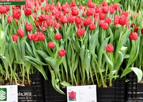 Tulipa Spitfire (1)