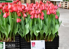 Tulipa Spryng (1)