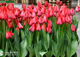 Tulipa Spryng (2)