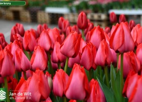 Tulipa Spryng (3)