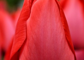 Tulipa Spryng (4)