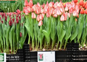 Tulipa Spryng Break (1)