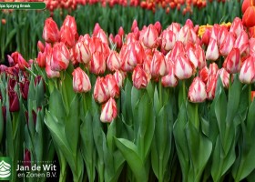Tulipa Spryng Break (2)