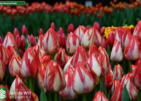 Tulipa Spryng Break (3)