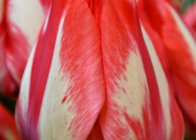 Tulipa Spryng Break (4)