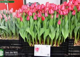 Tulipa Spryng Tide (1)