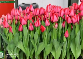 Tulipa Spryng Tide (2)