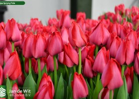 Tulipa Spryng Tide (3)
