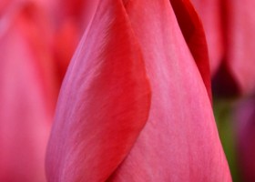 Tulipa Spryng Tide (4)