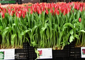Tulipa Strong Fire (1)