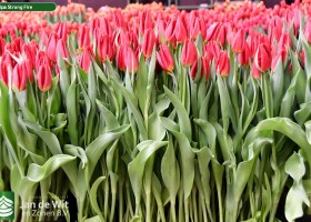 Tulipa Strong Fire (2)