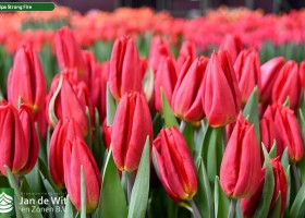 Tulipa Strong Fire (3)