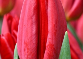 Tulipa Strong Fire (4)