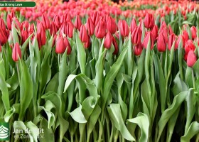 Tulipa Strong Love (2)
