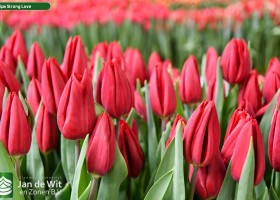 Tulipa Strong Love (3)