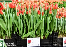 Tulipa Sunbelt (1)