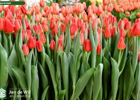 Tulipa Sunbelt (2)