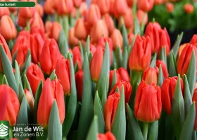 Tulipa Sunbelt (3)