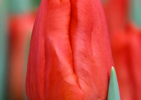 Tulipa Sunbelt (4)