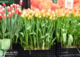 Tulipa Suncatcher (1)