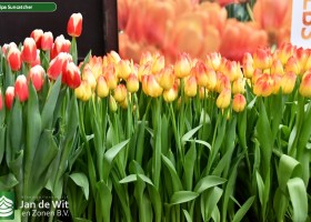 Tulipa Suncatcher (2)