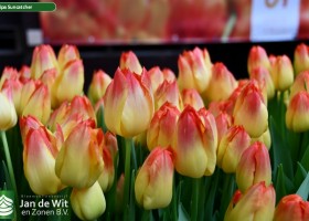 Tulipa Suncatcher (3)