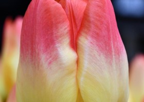 Tulipa Suncatcher (4)