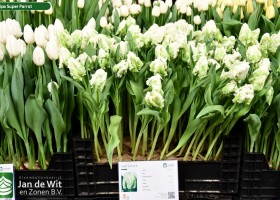 Tulipa Super Parrot (1)