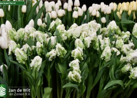 Tulipa Super Parrot (2)