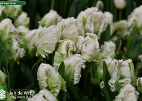 Tulipa Super Parrot (3)