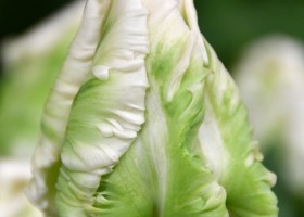 Tulipa Super Parrot (4)