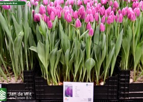 Tulipa Synaeda Blue (1)