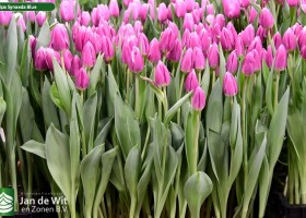 Tulipa Synaeda Blue (2)