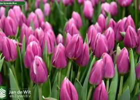 Tulipa Synaeda Blue (3)