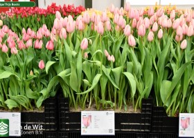 Tulipa Thijs Boots (1)