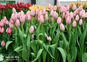 Tulipa Thijs Boots (2)