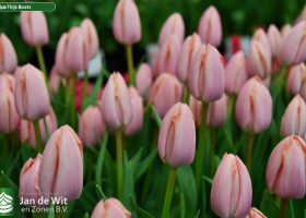 Tulipa Thijs Boots (3)