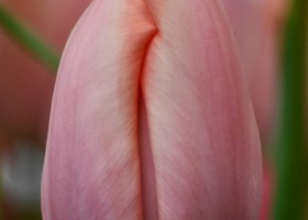 Tulipa Thijs Boots (4)