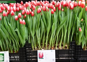 Tulipa Timeless (1)