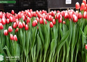 Tulipa Timeless (2)