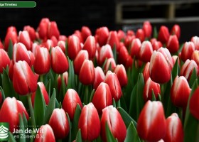 Tulipa Timeless (3)