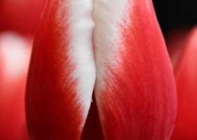 Tulipa Timeless (4)