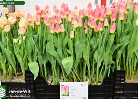 Tulipa Tom Pouce (1)