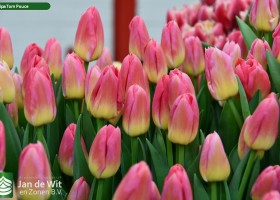 Tulipa Tom Pouce (2)