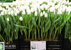 Tulipa Update (1)